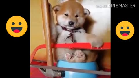 FUNNY ANIMALS Video List 🐶😂😍| The Pet Philosopy 😻🐶🐯😺🐰