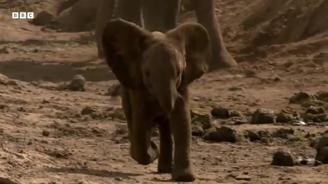 Inexperienced Elephant Babies Attempt Dangerous River Crossing | Animal Babies | BBC Earth