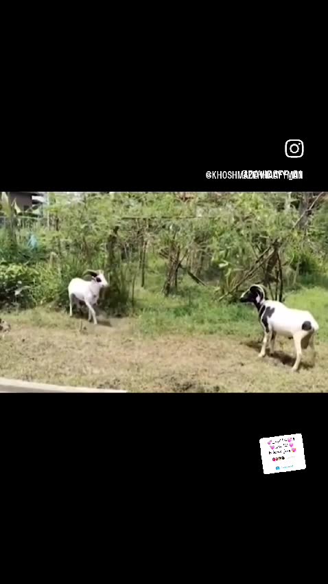 I think the goat on the right is a little scared to fight! 🤔😂 Check out what it does next! 😄