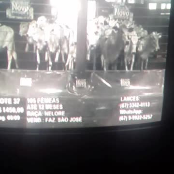 a vaca foi pro brejo mesmo pt3