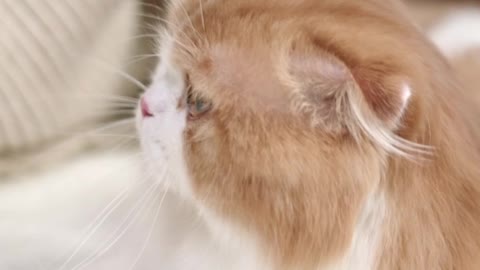 Cat play