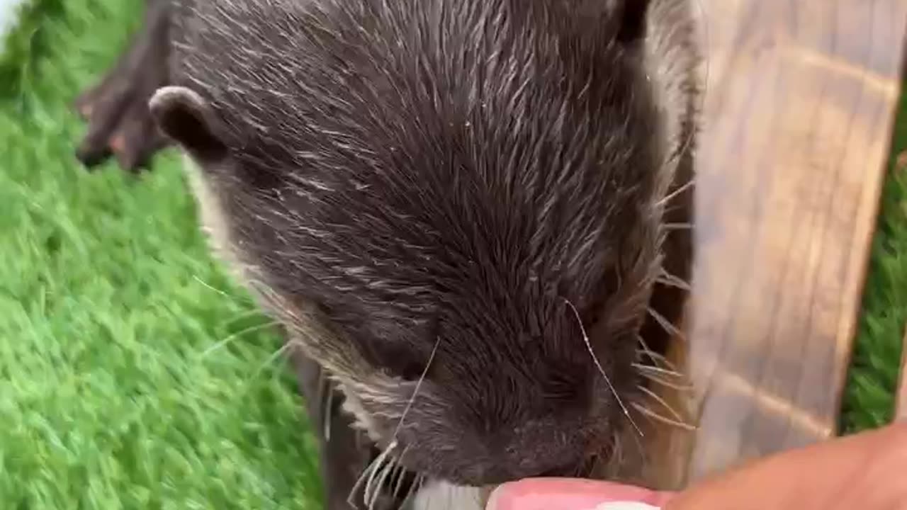 Happy #WorldOtterDay! 🦦 Enjoy this ASMR of an otter eating scallops to celebrate 😋