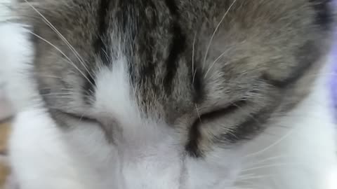 Little kitten🐱 sleeping💤😴
