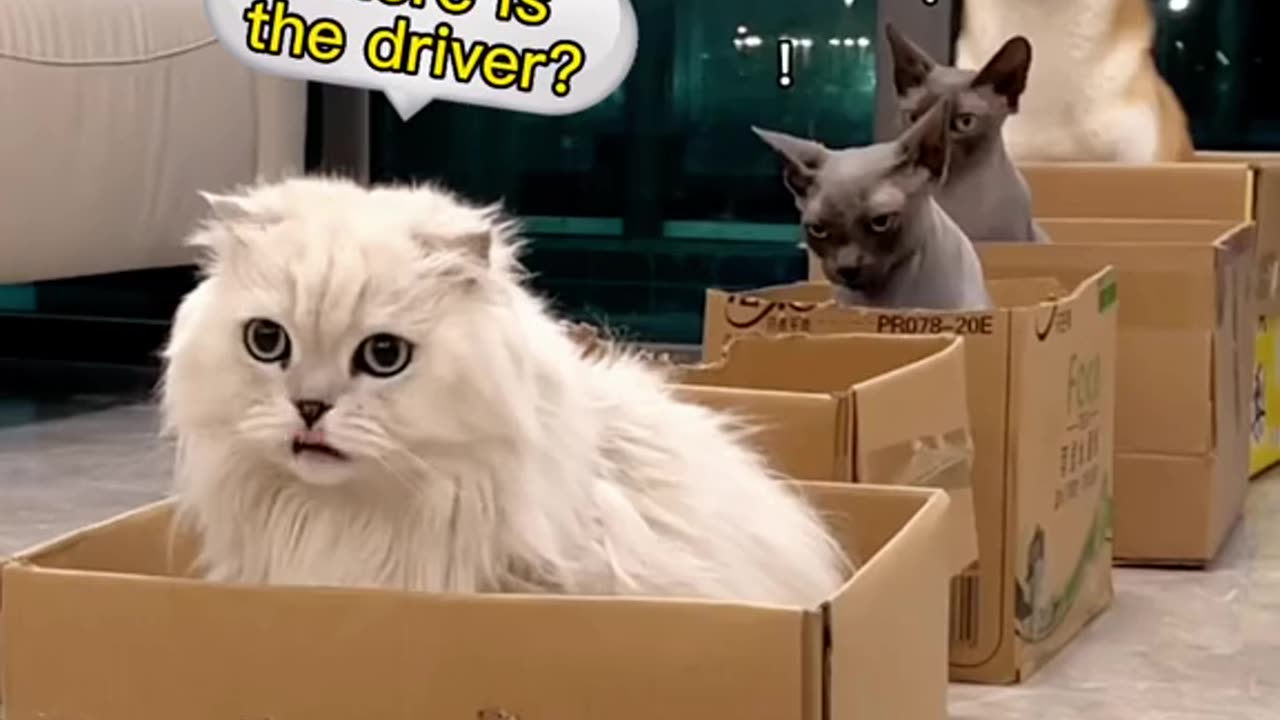 Kitties in a cardboard train