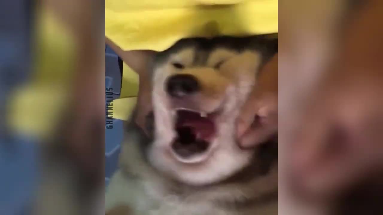 Hilarious animals | Funny animals 2024