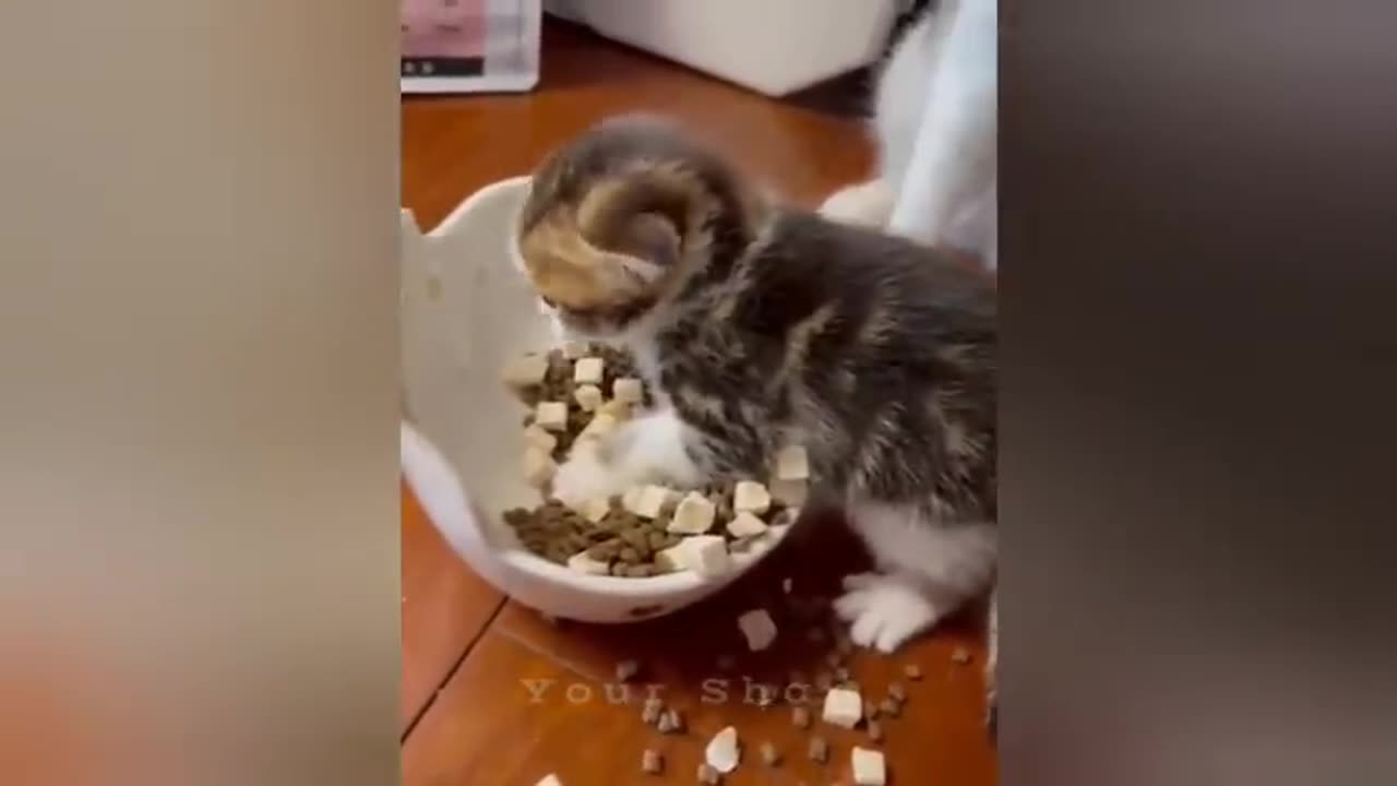 18 minutes of adorable cats and kittens videos to keep you smiling