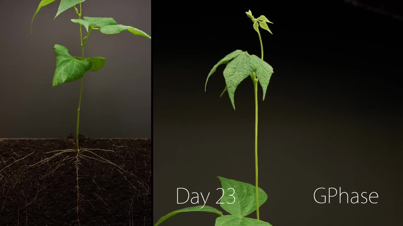 Bean Timelapse - 25 Days | Soil cross section