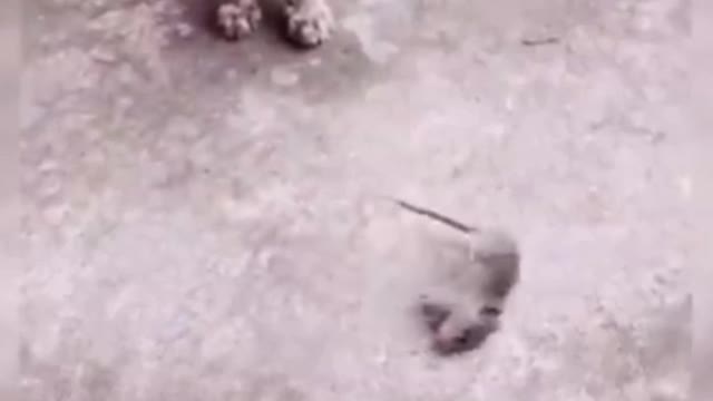 The mouse pretended to die in front of the catš¤£