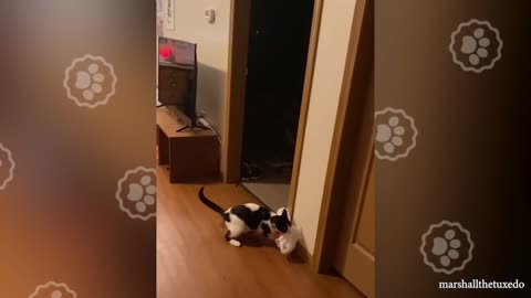 So Dramatic! 😺 Compilation of funny cats for a good mood!