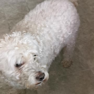 Buddy begs for yummy treat