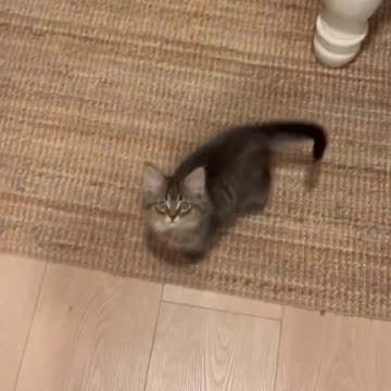 Funniest pets😁😁