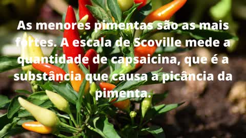 Curiosidades e Benefícios dos Alimentos