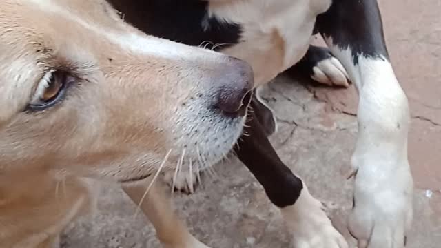 Adestrando meus cachorros #2