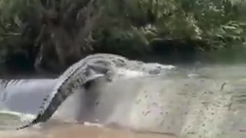 Cocrodile is an example of Animal that can survive on land and in the sea