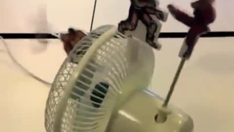 A GENIO OF CREATIVITY A MASTER OF THE LACK OF WHAT TO DO