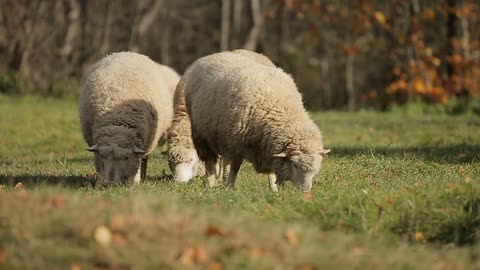 Lock of sheep grazes on the lawn in the mountains