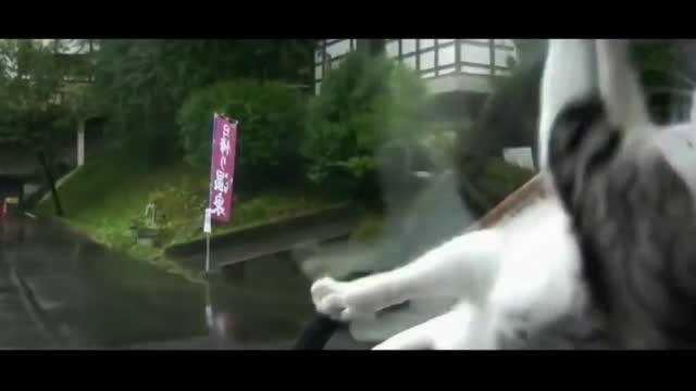 funny cat videos too cute #41