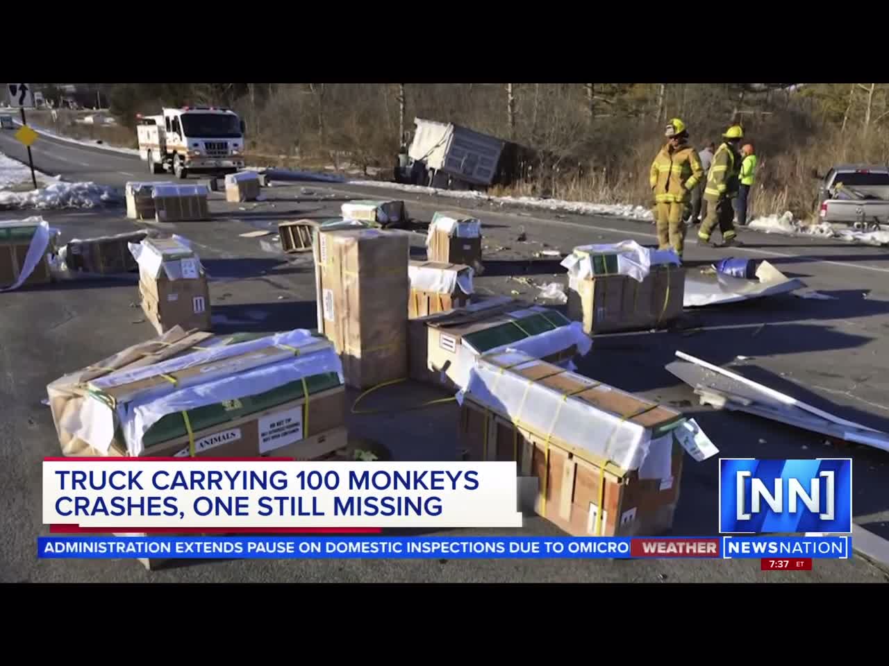 Truck carrying 100 CDC Test monkeys crashes 3 euthanized 1 on the loose Subscribe below 👇