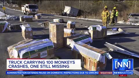 Truck carrying 100 CDC Test monkeys crashes 3 euthanized 1 on the loose Subscribe below 👇