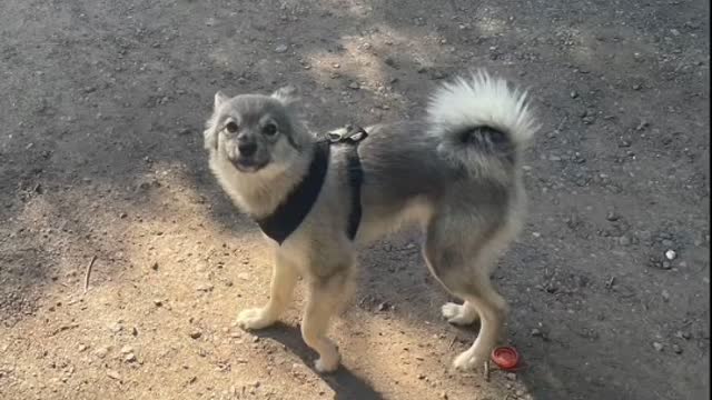 cute dog grooming after lockdown