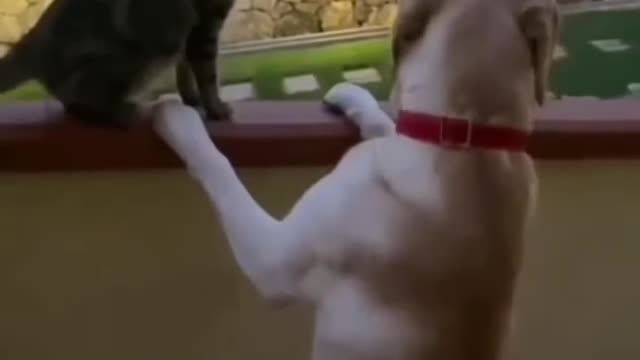 funny_dog_video___part_49__%23shorts_%23dogs(2K)