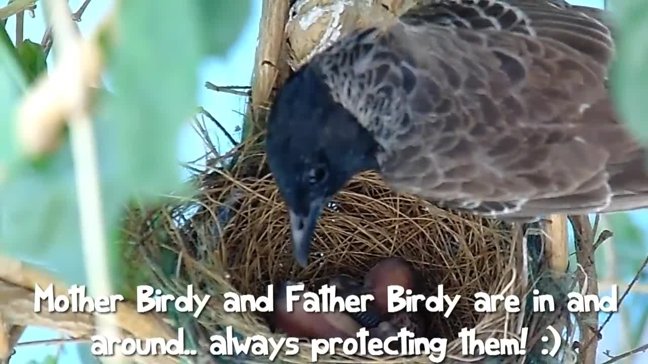 A Baby Birds Story. Beautiful Picture.