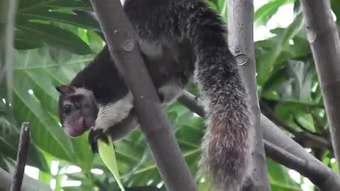 An agile tree-dwelling rodent with a bushy tail, typically feeding on nuts and seeds.