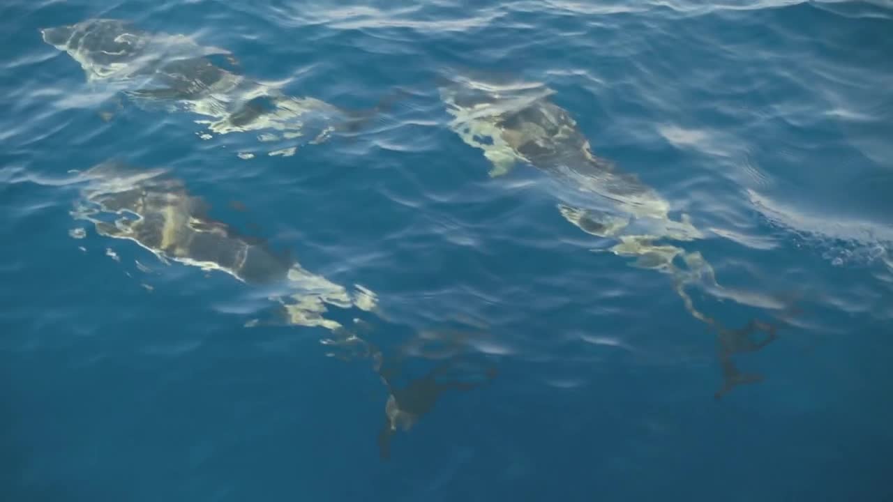 Group of dolphins playing in the blue water in front of boat