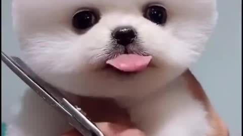 Cute dogs