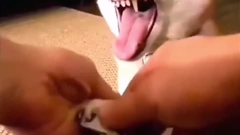 Funny dog video Hello What's is That