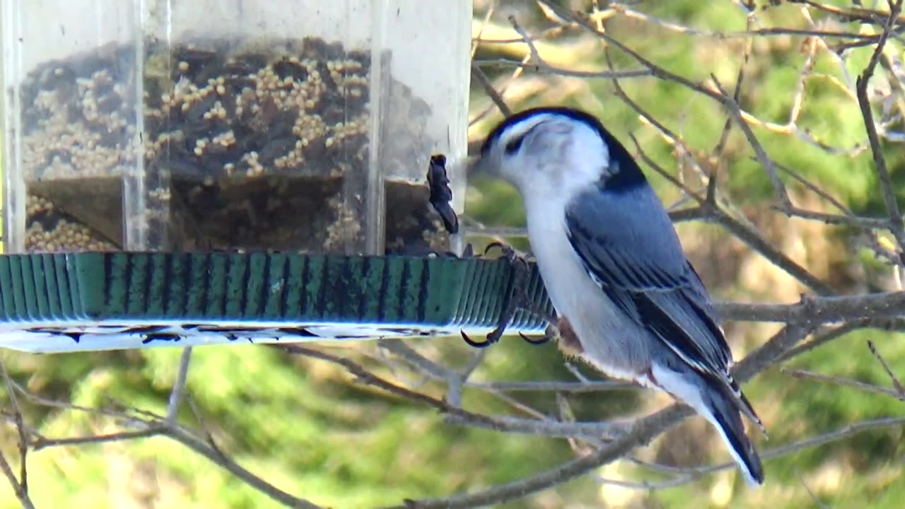 Nuthatch