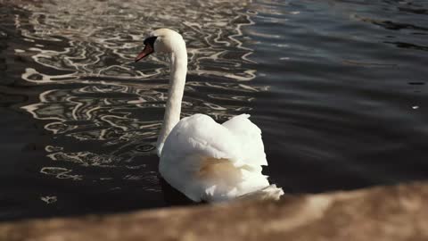 a white duck swimming