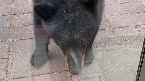 Young Bear Meets Bella the Cat