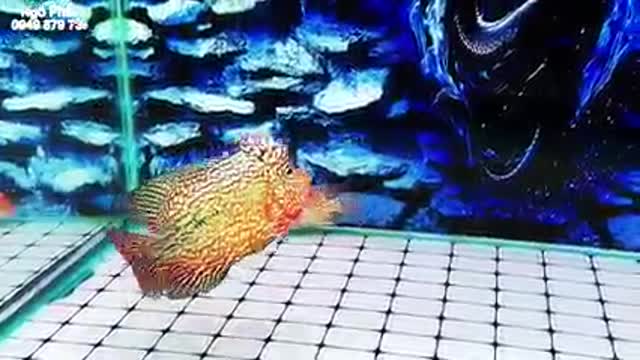 Lou han fish (flowerhorn) 23