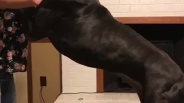 11 year old dancing with Great Dane