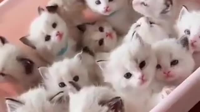 Cute and Funny Cat Videos Compilation