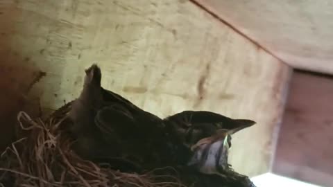 Baby Birds