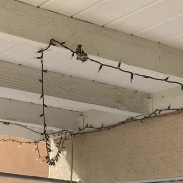 Momma Hummingbird feeding her baby!