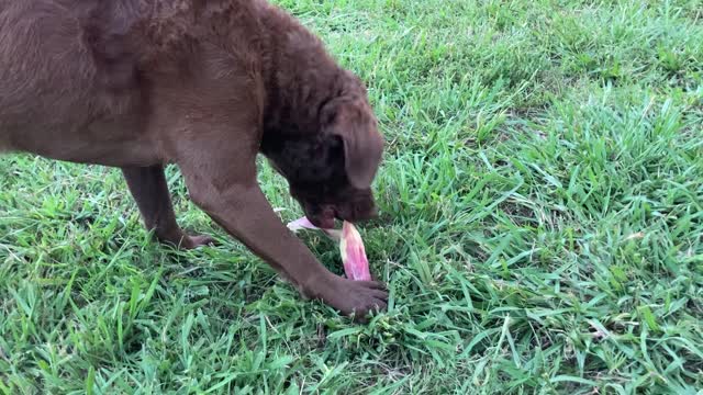 Moose and Bear Eating Corn and the Cob