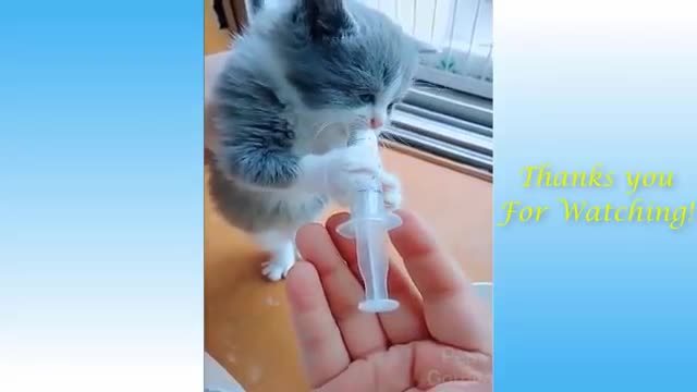 Funny Animals