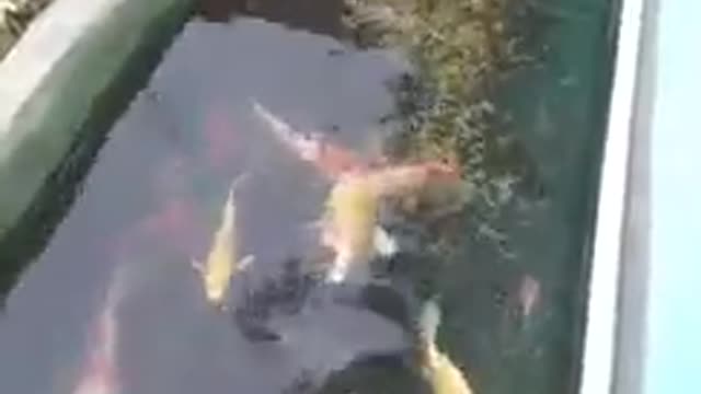 Koi fish pond