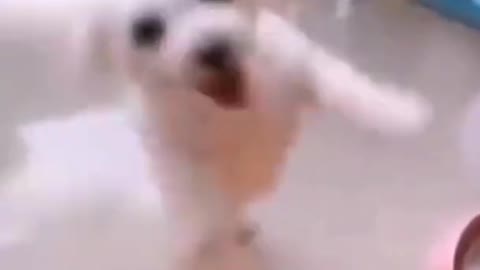 Cute puppy/Dog dancing on music🐕😘😍