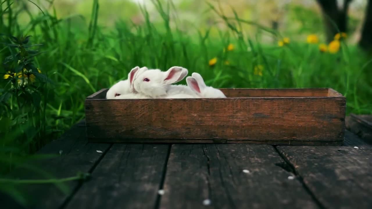 awww so cutie pies-so sweet bunnies