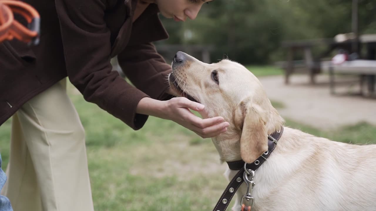 Cute lab pet dog