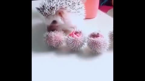 A Compilation Video of Adorable Baby Animals