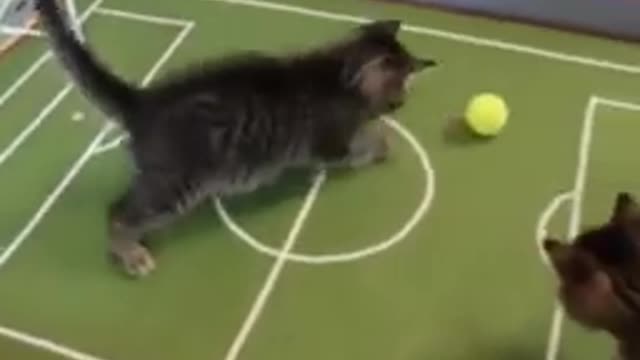 cats playing and football