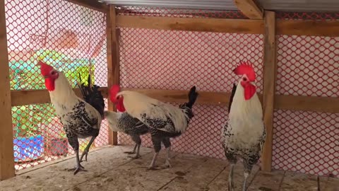 Bihu- Funny- Chickens