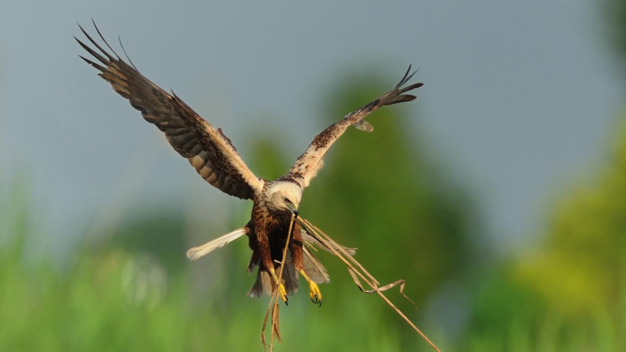 The Marsh Harrier: Close Up HD Footage (Circus aeruginosus)