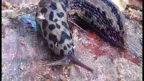 Leopard Slug (Limax Maximus)