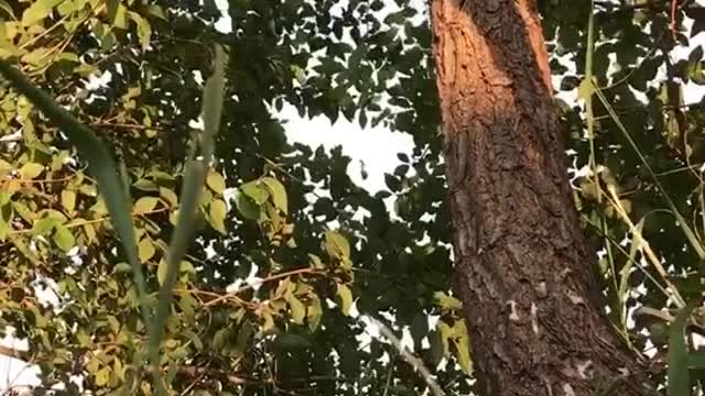 Show everyone a tree climbing